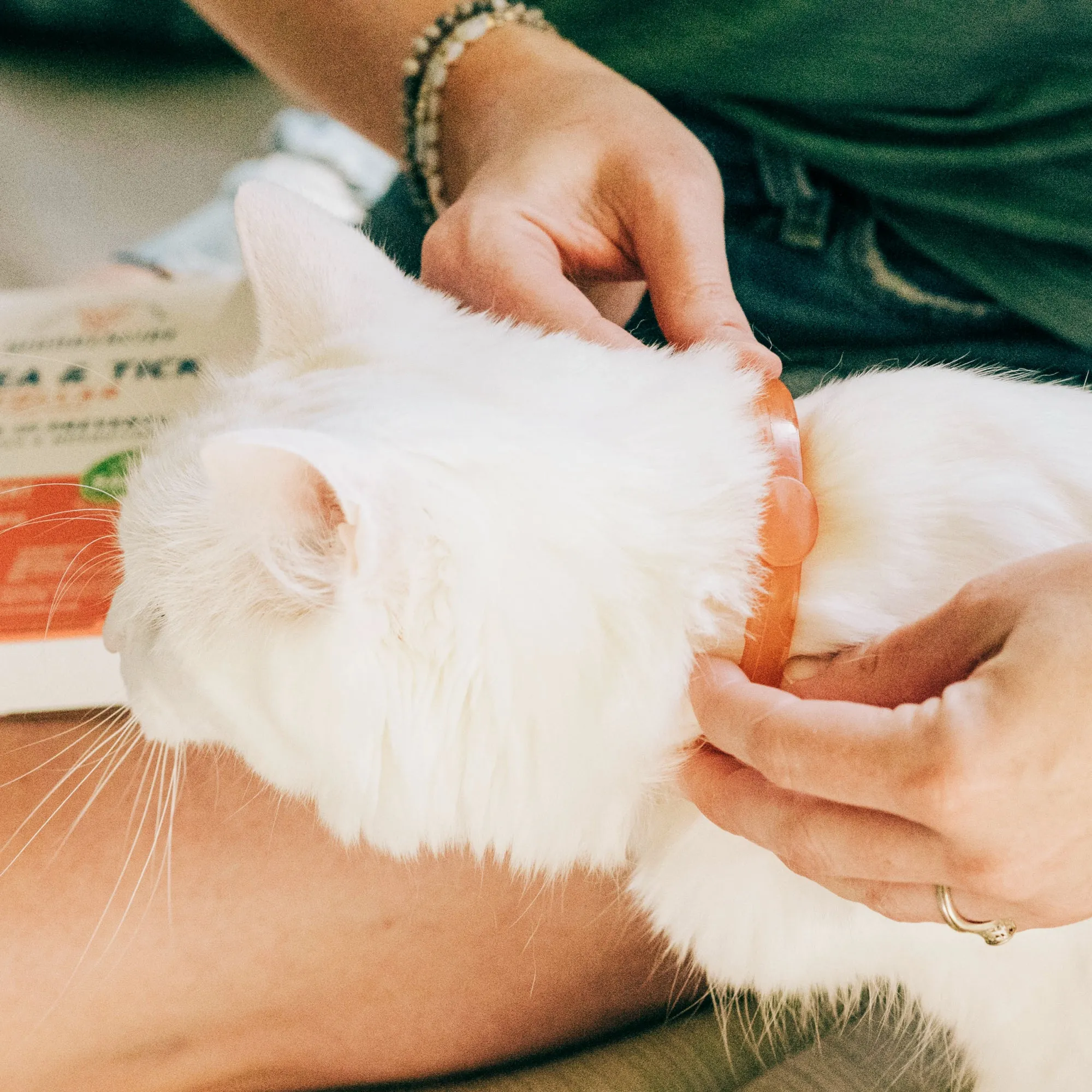 Flea & Tick Collar for Dogs   Cats with Natural Essential Oils